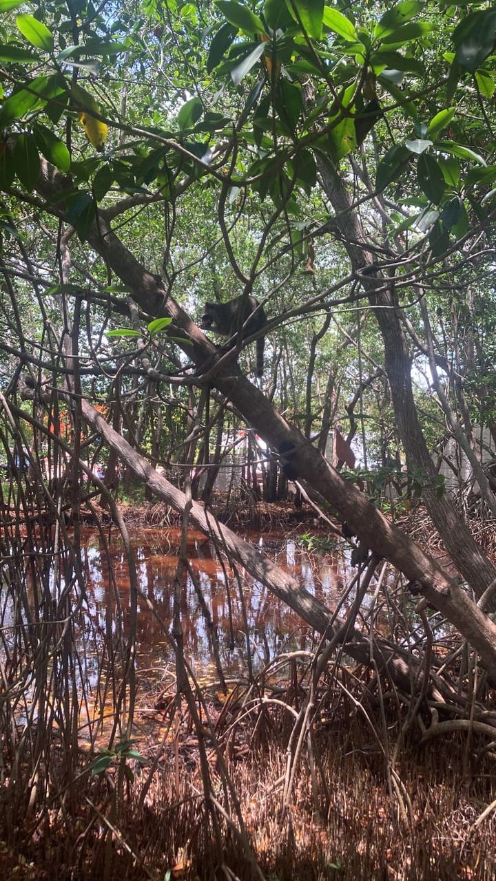 Manglar de Celestún con un mapache trepado en un árbol