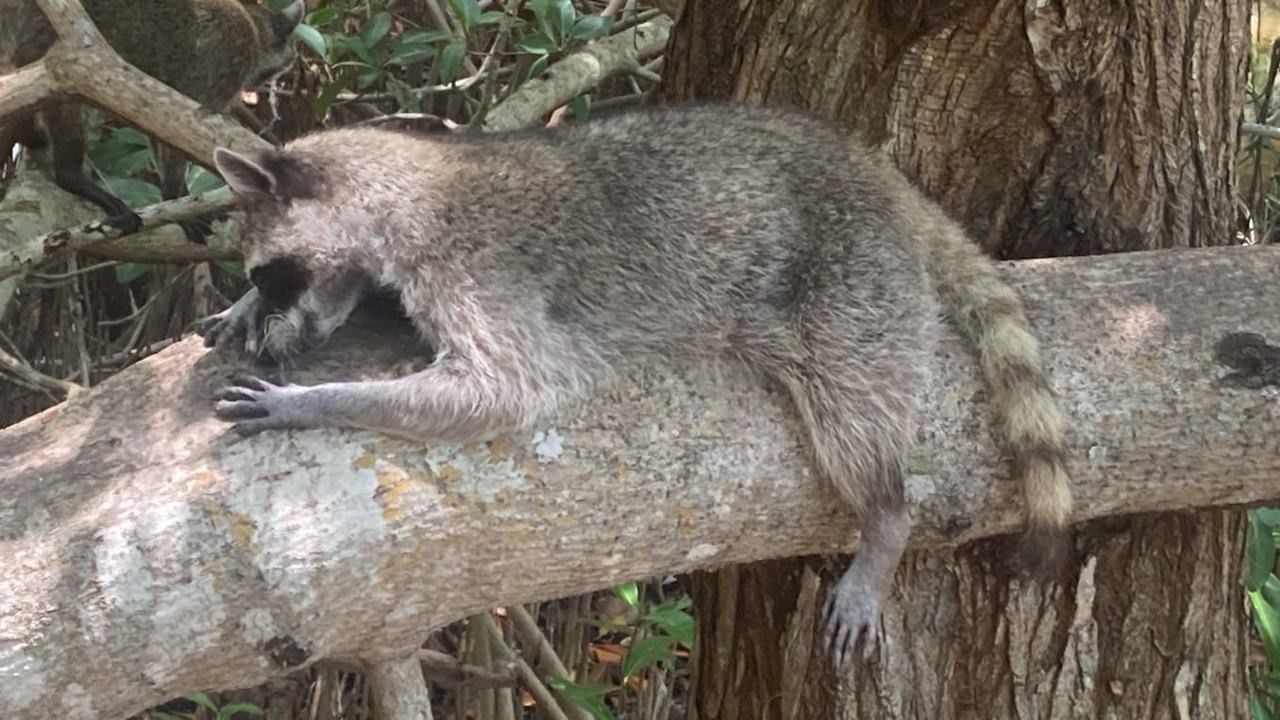 Mapache descansando en una rama en Celestún