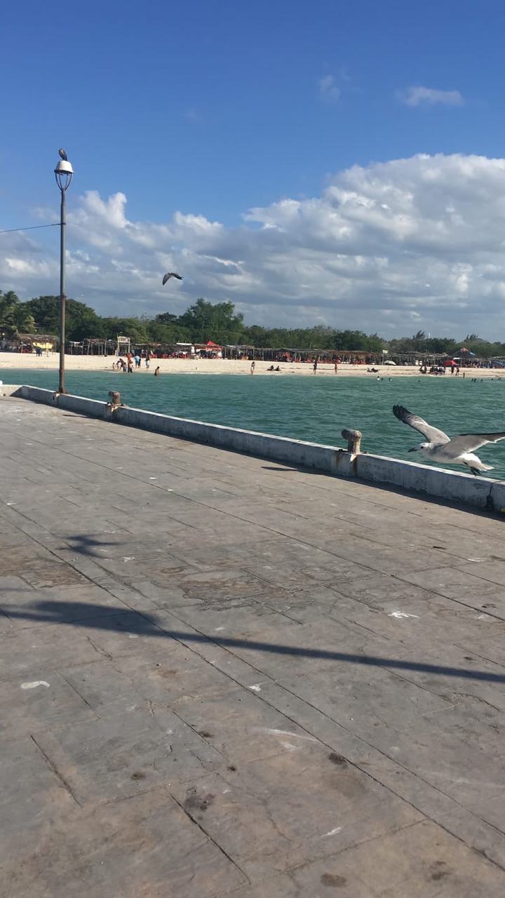 Gaviota volando junto al muelle de Celestún