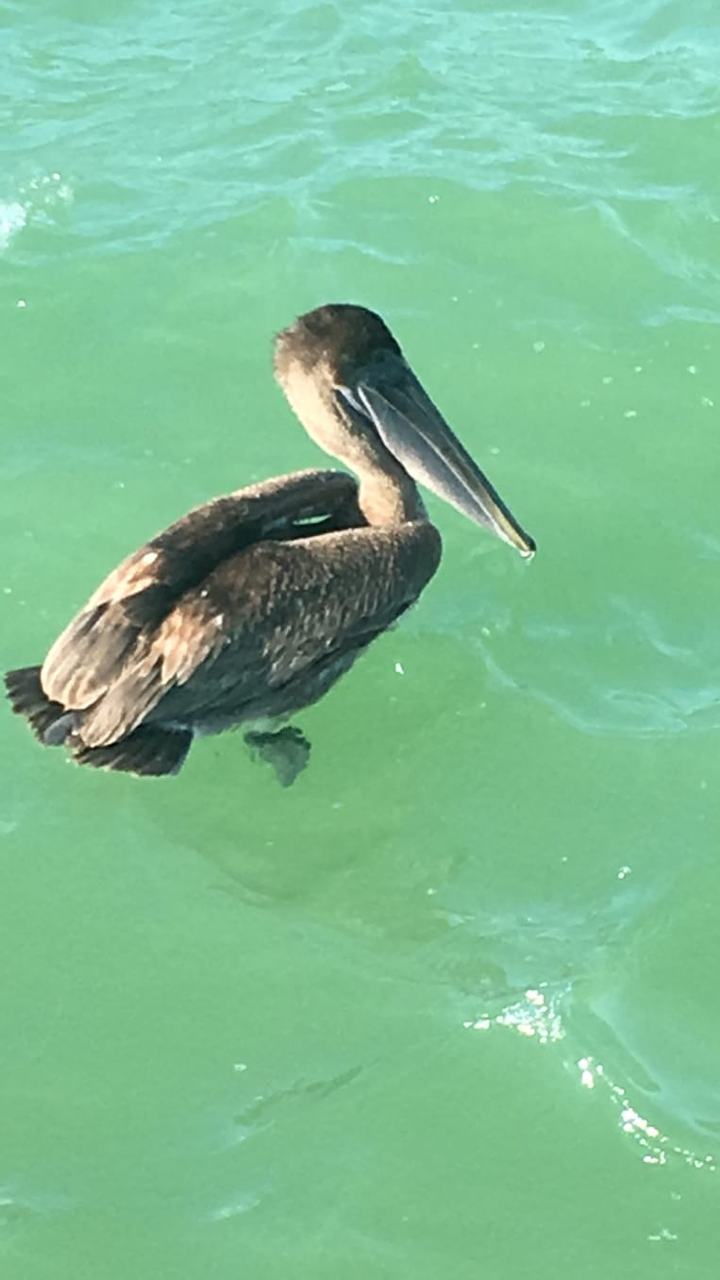 Pelícano flotando en el agua verde de Celestún