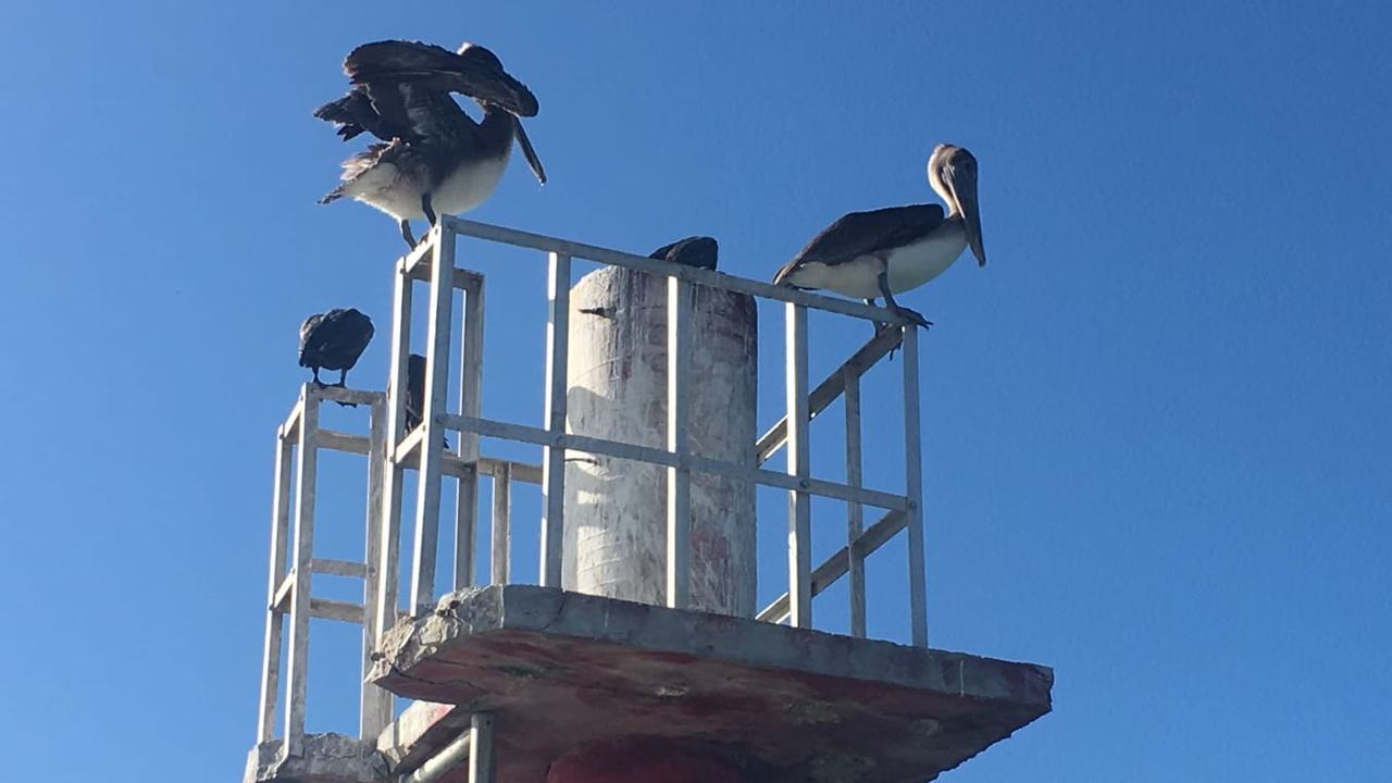 Pelícanos sobre una torre frente al mar en Celestún