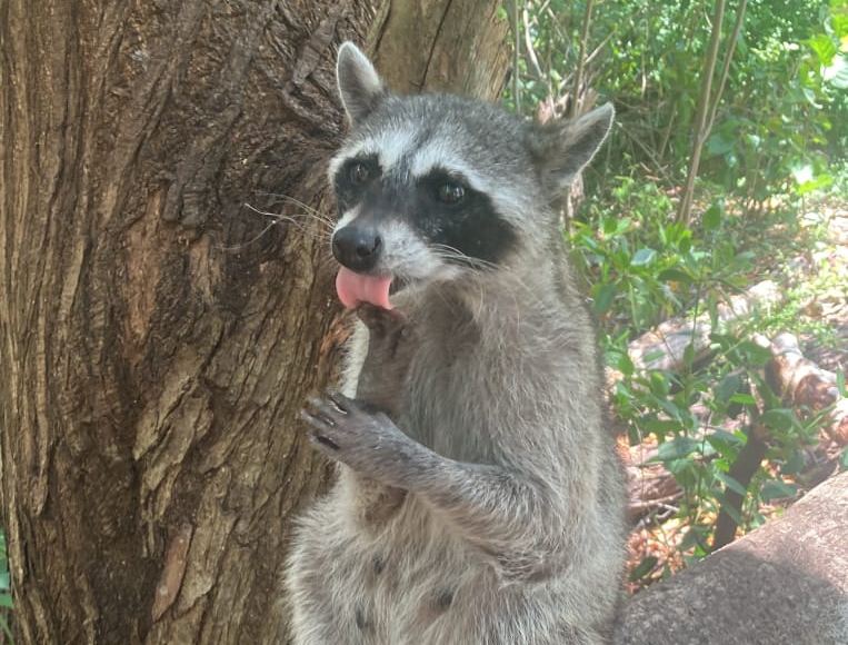Mapache sacando la lengua sobre un tronco en el manglar de Celestún