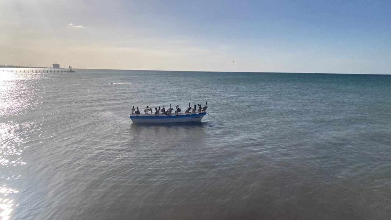 Pelícanos descansando sobre una lancha frente a Progreso