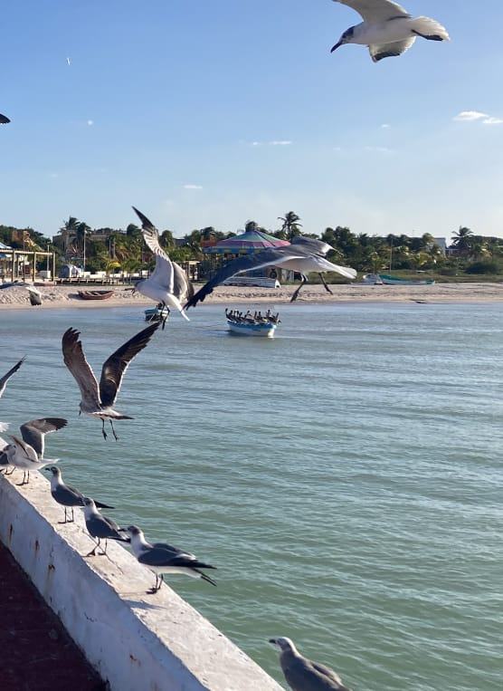 Gaviotas volando sobre el muelle de Progreso