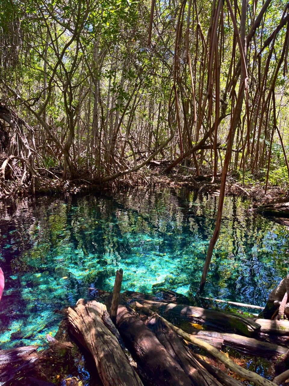 Agua turquesa entre raíces de manglar en Islas Columpios
