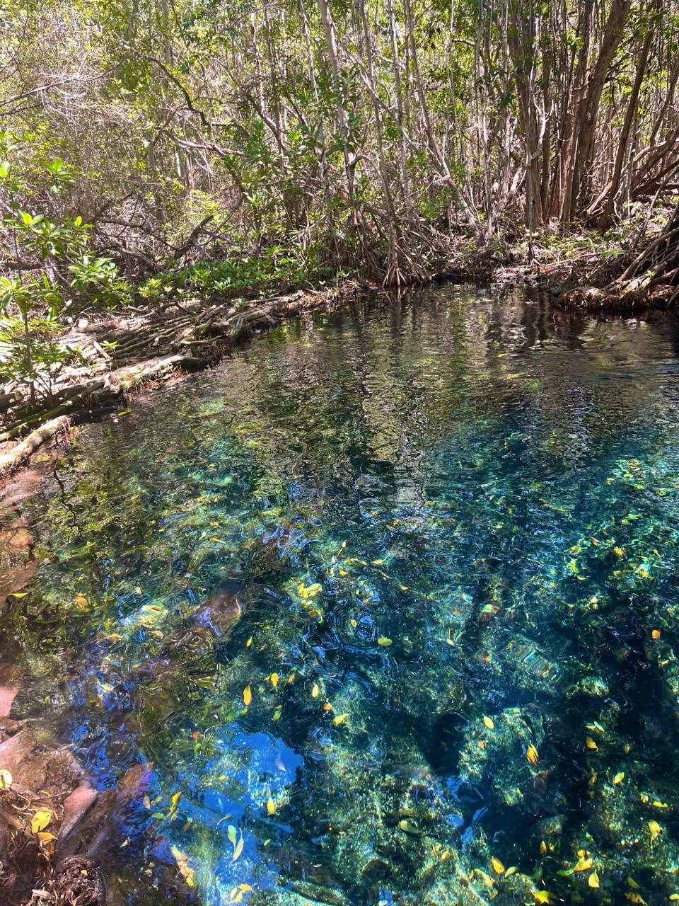Ojo de agua cristalina en el manglar de Islas Columpios