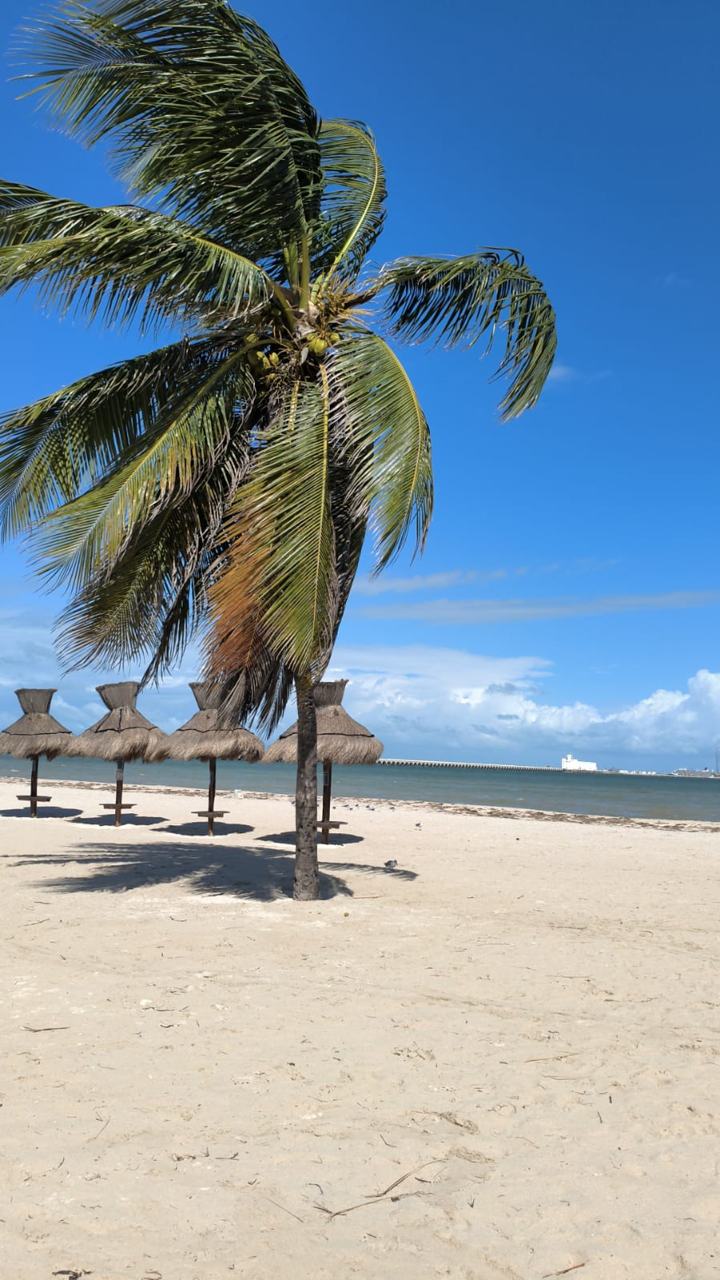 Palmera y palapas en Playa Progreso, con el muelle al fondo