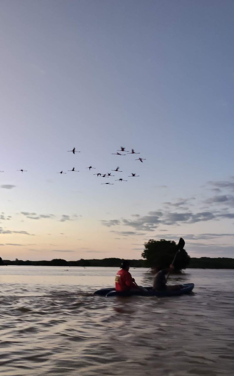 Flamencos volando al atardecer sobre la laguna de Sisal