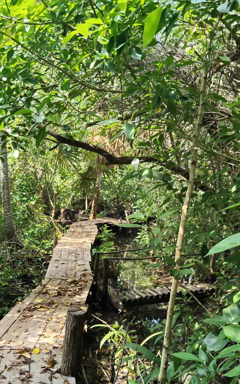 Sendero de madera entre el manglar