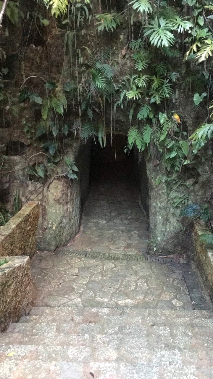 Túnel de entrada al cenote Tsukán entre helechos